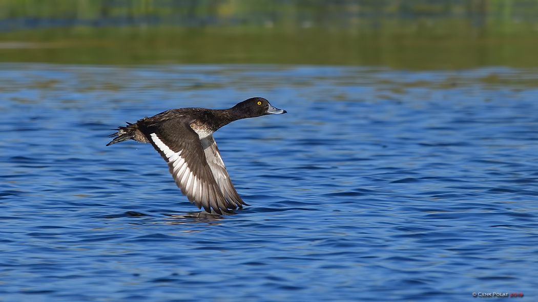 Tufted Duck